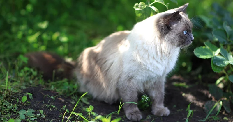 Wie sehen Katzen Menschen — und im Dunkeln?