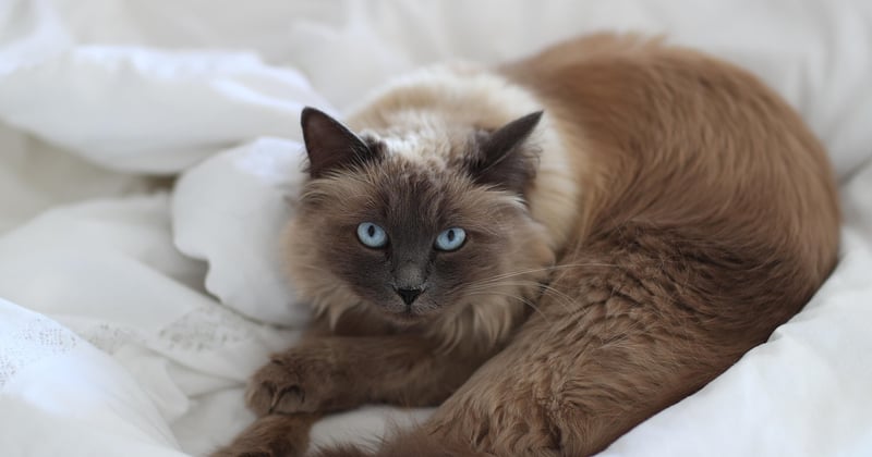 Können Katzen Farben sehen? Das überraschende Ergebnis