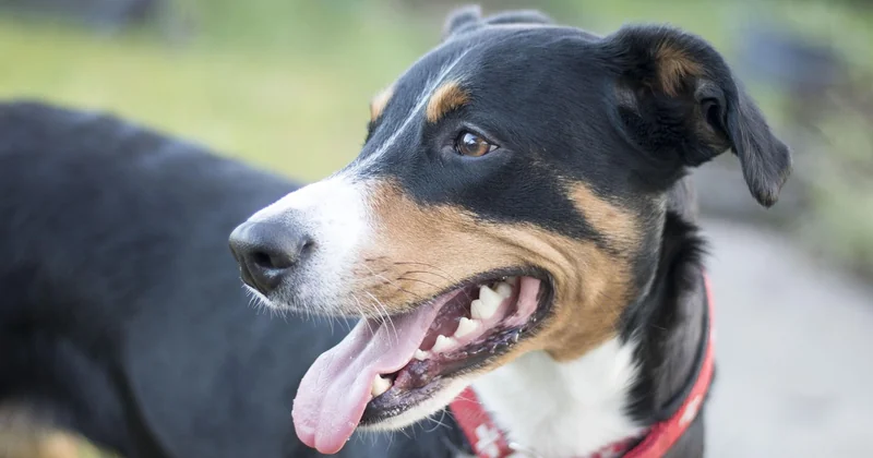 Was tun, wenn der Hund nach Ananas Durchfall bekommt?