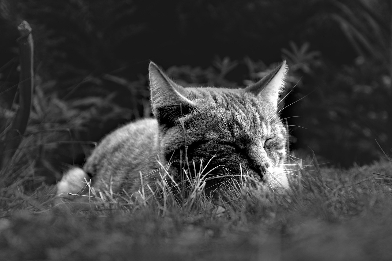 verbessern sie ihre schlafqualit&auml;t mit bew&auml;hrten tipps und techniken f&uuml;r erholsame n&auml;chte und mehr energie am tag.